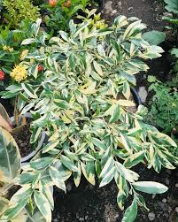 Image result for Suregada