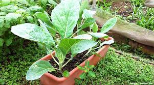 Sekitar 50% pria berusia 65 tahun dan 75% pria berusia 80 tahun mengalami impotensi. Contoh Soal Dan Jawaban Tentang Tanaman Hias Ilmu Soal