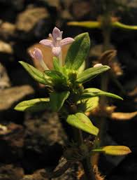 Image result for Spermacoce kirkii