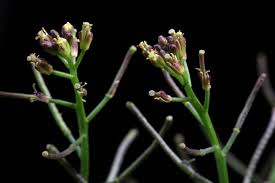 Image result for Rorippa