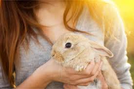 How much company does your rabbit have? How To Get Your Rabbit To Like Being Held A Step By Step Guide