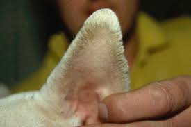 During physical examination, multiple horns on the all footpads were noticed. 4 Diseases Of The Ear Pinna Veterian Key