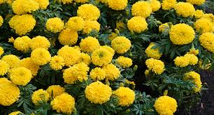 Do marigolds keep pests out of the garden. Marigold Growing Guide Tui Prepare Plant Nourish