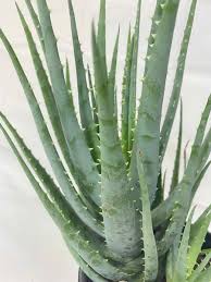 Image result for Aloe barendii