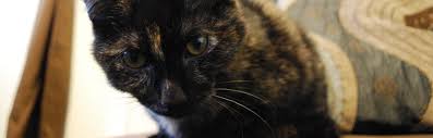 Choose one or more items to build your trip Oakbrook Cat Rescue Rescuing Cats And Kittens And Placing Them In Forever Homes
