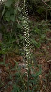 Image result for Urochloa deflexa