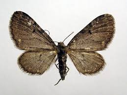 Image result for Eupithecia actaeata