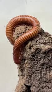 Image result for Hirpicium gorterioides