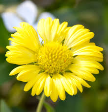 We did not find results for: 25 Colorful Types Of Daisies Daisy Varieties For Your Garden