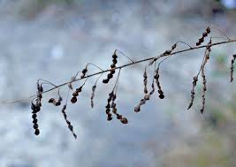 Image result for Desmodium tortuosum