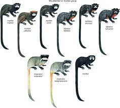 Pin On Omnivores Eats Both Plants Other Animals Including Their Eggs Some Of Them Are Scavengers