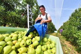 La Cueillette Des Pommes Est Lancee Dans Le Limousin Le Fruit De Toute Une Annee Brive La Gaillarde 19100