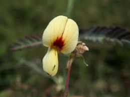 Image result for Aeschynomene indica