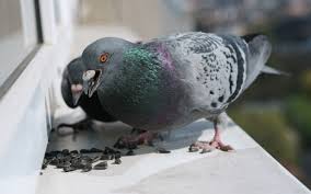 The more common pest birds are pigeons, house sparrows and woodpeckers. Pigeon Shooting Acacia Pest Control