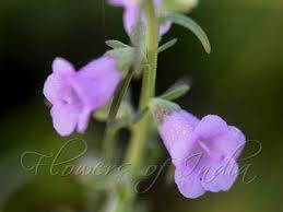 Image result for Micrargeria filiformis