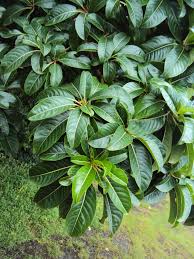 Image result for Sapium