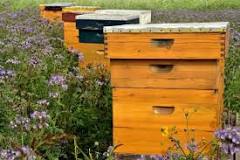 Image result for Bee Hive Prices In South Africa