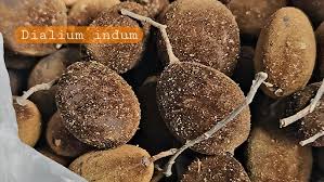 Image result for Dialium