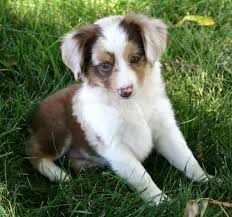Below is a sample search of our miniature australian shepherd breeders with puppies for sale. Toy Mini Australian Shepherd Pups For Sale Co Tug Yurhart Australian Shepherd Mini Australian Shepherds Miniature Australian Shepherd