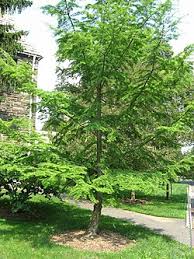 Image result for Pseudocalyx