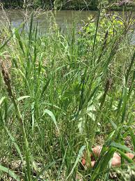 Hunting for Wild Asparagus