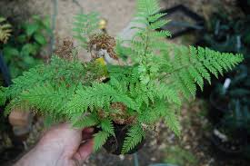 Image result for Lomariopsis guineensis