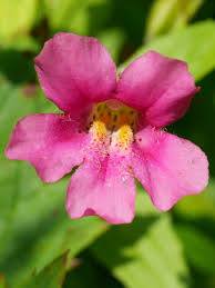 Image result for Phrymaceae