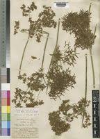 Image result for Cyperus denudatus