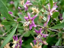 Image result for Lycium