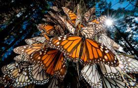 Aumento 144 La Presencia De La Mariposa Monarca En Los Bosques Mexicanos De Hibernacion Celina Dominguez