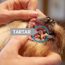 Magic mouth wash can be added to your pet's water to help decrease the amount of plaque and help prevent. How To Remove Tartar And Periodontitis Cleanyteeth For Dogs
