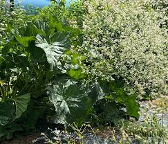 Image result for Crambe