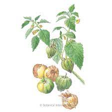 Cossack pineapple ground cherry tomatoes. Pineapple Ground Cherry Vegetables Botanical Interests