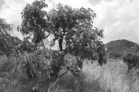 Image result for Canthium oligocarpum