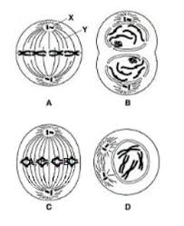The big idea to remember is that mitosis is the simple duplication of a cell and all of its parts. In The Diagram Shown Below What Is The Correct Order Of The Phases Of Mitosis A A D C B B D A C B C D C A B D B