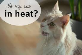 How To Tell If Your Cat Is In Heat And Tips To Calm Her Cat In Heat Cats Female Dog In Heat