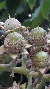 Image result for Grewia schmitzii