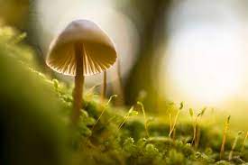 Pilze Im Darm Tests Symptome Und Behandlung Cara Care