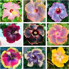 Image result for Hibiscus