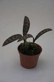 Image result for Oeceoclades