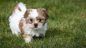 The most common fluffy shih tzu material is metal. Shih Tzu Puppies For Sale Nyc Central Park Puppies