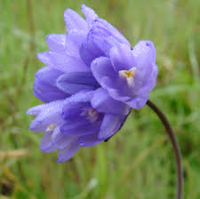 Image result for Dicoma capensis