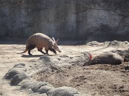 Aardvarks: Learn Some Facts About These Peculiar-Looking Animals - Hubpages