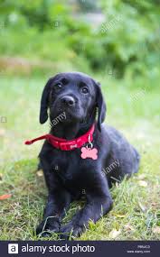Check spelling or type a new query. Beautiful Golden Labrador With Black Collar And Black Nose Looking At The Camera In Grassy Field With Blurred Background Stock Photo Alamy