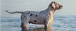 10 Cool Facts About Catahoula Leopard Dogs | Mom