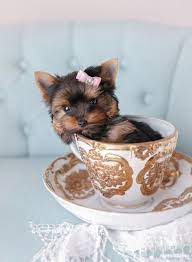 Thinkpup Shop Redbubble Teacup Puppies Teacup Yorkie Puppy Puppies