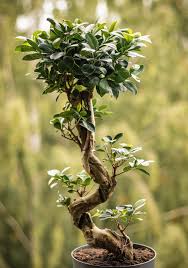 Image result for Ficus benjamina