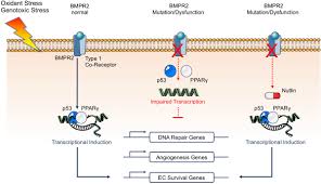 Jasurbek jabbarov va robiya g ulomjonova azizim. Pparg P53 Mediated Vasculoregenerative Program To Reverse Pulmonary Hypertension Circulation Research