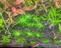 Image result for Eriocaulon schimperi