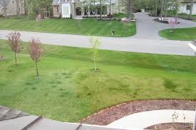 These are some great tips. Dark Green Areas In My Lawn Help Please